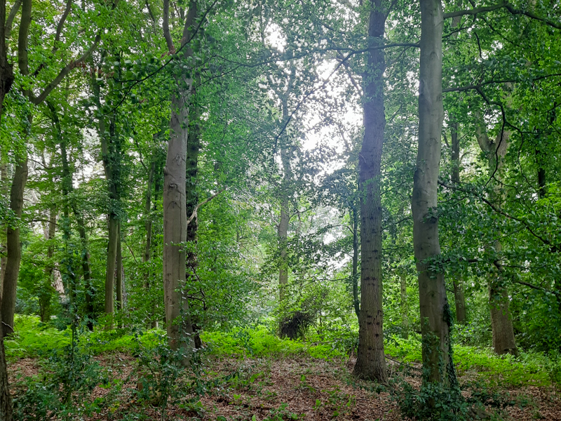 Exeter Woodland