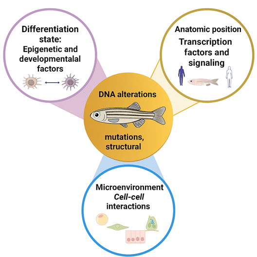 Diagram showing that DNA alterations are influenced by three factors: Differentiation state (epigenetic and developmental factors) Anatomic position (transcription factors and signalling) Microenvironment (cell–cell interactions)